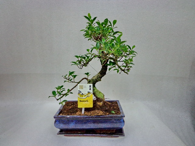 дерево бонсай 