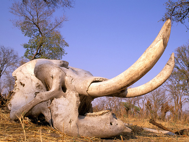 Слоновий череп
